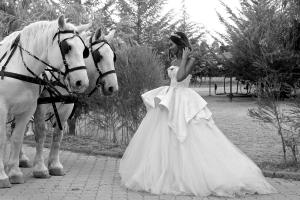 Άλλα ζώα σε αυτό το ξενοδοχείο ή στη γύρω περιοχή