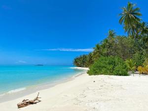 a sandy beach with palm trees and the ocean at Zora Beach Inn Mathiveri in Mathiveri +16 photos