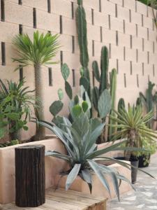 Ein Haufen Topfpflanzen vor einer Wand in der Unterkunft The Chan Chan Home Seaside Phan Thiet in Phan Thiet + 4 Fotos