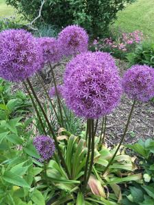 a bunch of purple flowers in a garden at The Triangle Motel in Alma +20 photos