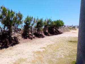 una playa con un montón de árboles y el océano en capongabeachce, en Cascavel 1 foto más