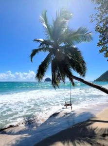 a palm tree on the beach with a swing at Le Nid du rocher in Le Diamant
