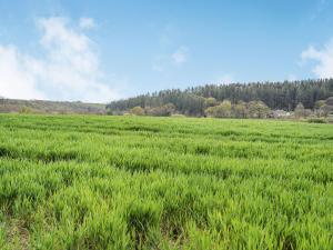 a field of green grass with trees in the background at Cefn Gelli in Clynderwen