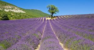 TaulignanProvençal Getaway Pool Studio Hiking的中间有树的薰衣草