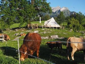 un groupe de vaches qui paissent dans un champ clôturé dans l'établissement Zeltferien Into The Wäid Zelt Unter Der Esche, à Ennetmoos