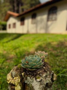 eine kleine Pflanze auf einem Baumstumpf in der Unterkunft Casa em Pedra Azul in Pedra Azul