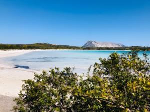 a view of a beach with trees and the water at Appartamento Gelsomino vista mare in Monte Petrosu