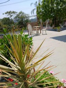 a plant in the foreground with two benches in the background at Hospedagem Em Santana de Parnaíba in Santana de Parnaíba