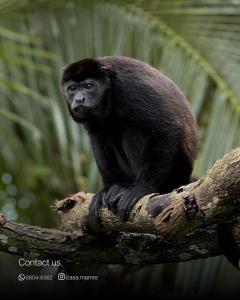Zvířata v hostelu nebo okolí