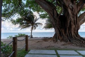 a tree on the beach next to the ocean at Get Sense #306 - Beira mar por Carpediem in Tambaú