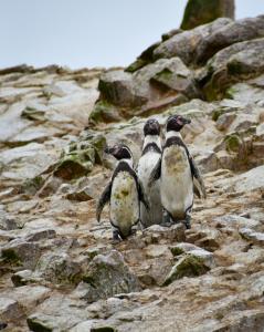Dyr på hotellet eller i nærheden