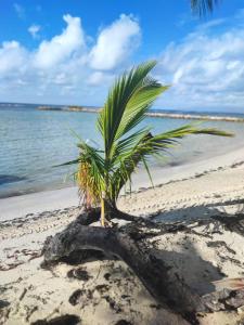eine Palme an einem Sandstrand am Meer in der Unterkunft Corail rouge in Sainte-Anne