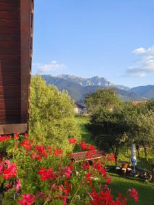 a garden with red flowers and mountains in the background at Casa Baraceanu Bran in Bran
