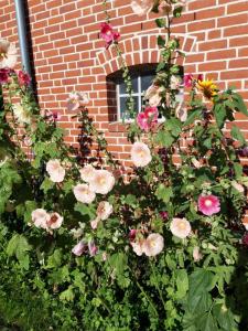ein Blumenbusch vor einem Backsteingebäude in der Unterkunft Hof Rüsch - Bredensteen in Kesdorf