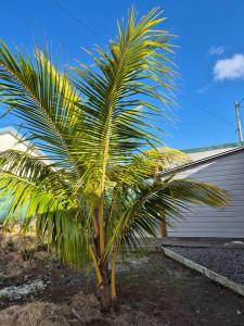 un palmier devant une maison dans l'établissement Les planifolias, à Saint-Philippe
