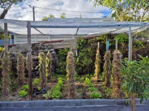 un potager avec des plantes en bottes de foin dans l'établissement Les planifolias, à Saint-Philippe