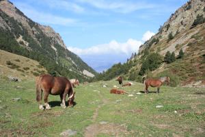 eine Gruppe von Pferden, die auf einem Feld in den Bergen grasen in der Unterkunft Charmant appartement à Estavar de 70 m² in Estavar + 8 Fotos