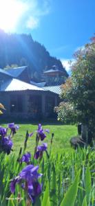 ein Feld lila Blumen vor einem Haus in der Unterkunft Hostería de Montaña Las Pataguas in El Hoyo