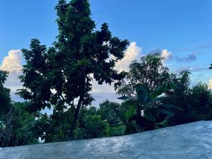 ein Blick auf den Wald von der Spitze eines Hügels in der Unterkunft Abigail's Sunlit Nook in Tortola Island