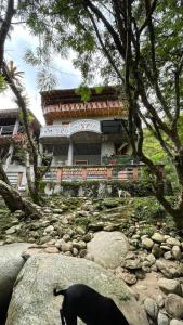 a black dog standing on a rock in front of a building at Hostal Vista Hermosa in San Rafael