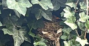 fermeture d’une plante à feuilles vertes dans l'établissement Granny's Cosy Cottage, 