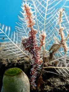 eine Pflanze im Wasser neben einer Pflanze im Meer in der Unterkunft Dhita Dive Bungalow in Ambat
