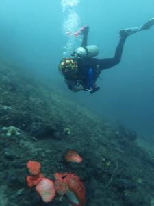 Eine Person schwimmt im Meer mit Korallen. in der Unterkunft Dhita Dive Bungalow in Ambat