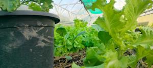 eine Gruppe von Pflanzen in einem Gewächshaus in der Unterkunft ตาเล็ก ฟาร์มสเตย์ 