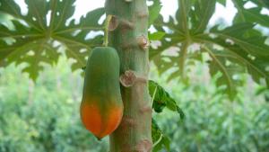 Φωτογραφία από το άλμπουμ του Sigiriya Agrarian Haven σε Dambulla