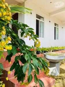 Κήπος έξω από το Ella Hidden Ferns