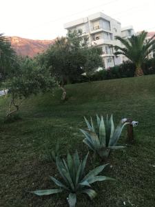 two plants in the grass in front of a building at Beachfront Apartment in Orikum