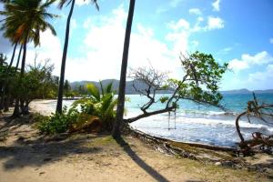 uma praia de areia com palmeiras e o oceano em Appartement confortable à Sainte-Luce 50 m² avec terrasse em Sainte-Luce