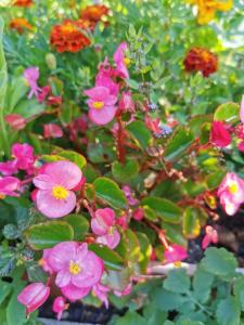 Ein paar rosa Blumen mit grünen Blättern in der Unterkunft Ferienhaus für 4 Personen ca 65 qm in Brod Moravice, Gespanschaft Primorje-Gorski Gorski kotar in Brod Moravice + 20 Fotos