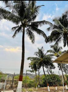 un gruppo di palme sulla spiaggia di Secret Shore N Tide Luxurious Suite , Sea Facing ad Alibaug