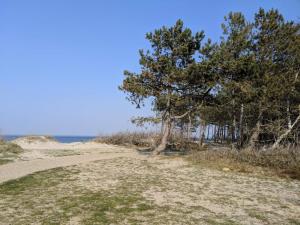 a dirt road leading to a beach with trees at 6 person holiday home in Dronningmølle-By Traum in Hornbæk