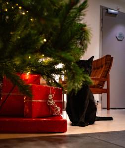 un gatto nero seduto accanto ai regali sotto un albero di Natale di Hôtel Vendome Saint-Germain a Parigi Altre 79 foto