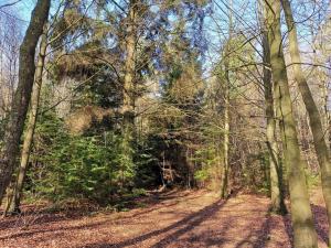 eine unbefestigte Straße in einem Waldgebiet mit Bäumen in der Unterkunft Secluded Haven near Sea - By Traum Ferienwohnungen in Øster Vrøgum