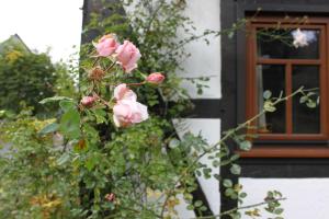 Aed väljaspool majutusasutust Romantisches Fachwerkhaus Zwischen Rhein Und Mosel