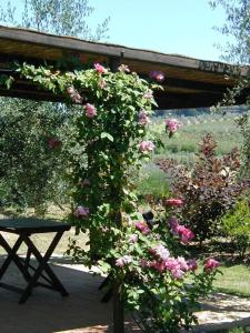 a bush of pink roses growing next to a bench at Appartamento Rosso in San Donato in Poggio