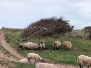 洛肯6 person holiday home in Løkken-By Traum的一群羊在草地上放牧