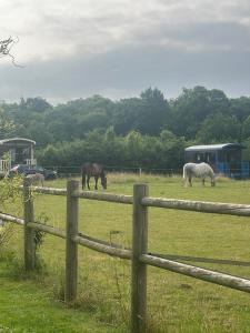 drei Pferde grasen auf einem Feld hinter einem Zaun in der Unterkunft Les Roulottes des Amis de Wonky in Rétaud + 27 Fotos