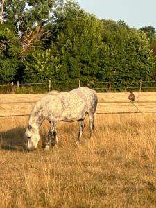 ein Schaf, das auf einem Wiesenflächenfeld weidet in der Unterkunft Les Roulottes des Amis de Wonky in Rétaud