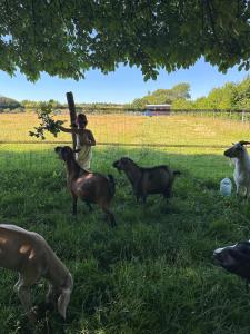Ein Junge hält einen Baseballschläger auf einem Feld mit Ziegen. in der Unterkunft Les Roulottes des Amis de Wonky in Rétaud