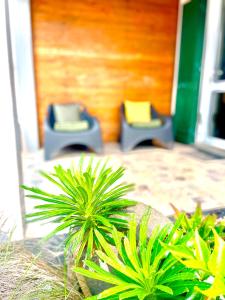 two chairs and plants in front of a house at Sea Roots "Sea Zone" in Mosteiros