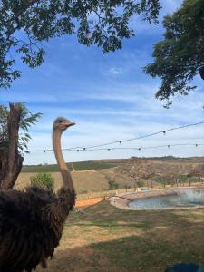 Ein Strauß steht auf einem Feld neben einem Baum in der Unterkunft Chalés JH in São Roque de Minas + 7 Fotos