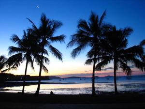 2 palmiers sur une plage au coucher du soleil dans l'établissement Mango Eden Villa, à Airlie Beach
