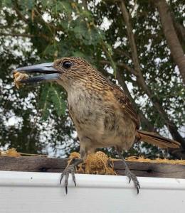 un oiseau assis au-dessus d'un nourrisson dans l'établissement Coral Mango, à Airlie Beach 29 autres photos
