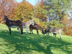 a group of horses standing in a field at Bauernhof Sal in Bütschwil