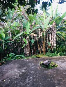 un grupo de árboles de plátano en un bosque en Casa Ipiranga, en Cayru