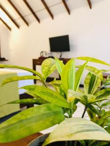 TV a/nebo společenská místnost v ubytování Middle of The Village Sigiriya